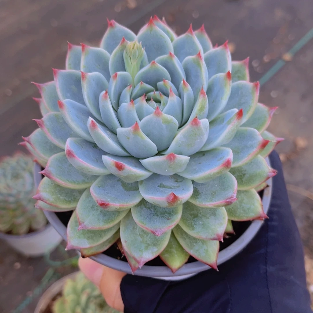 桃夭12公分999999999