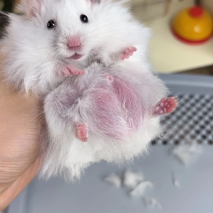 火雨点弟弟8.26生日