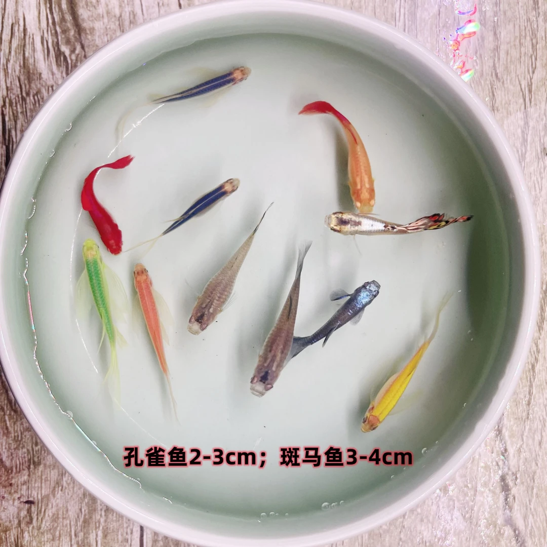 纯种孔雀鱼斑马鱼小型热带鱼渔场直发耐活好养