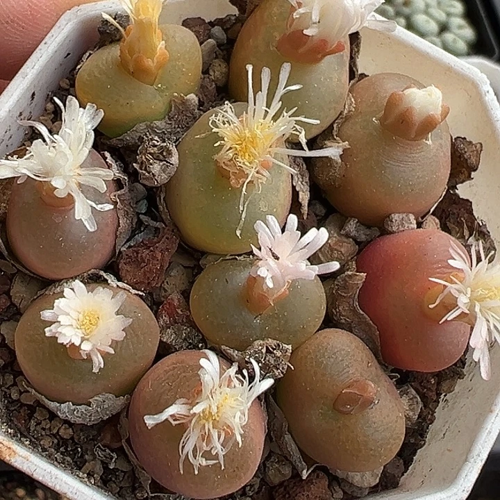 050号特价毛汗尼zyyyxywox