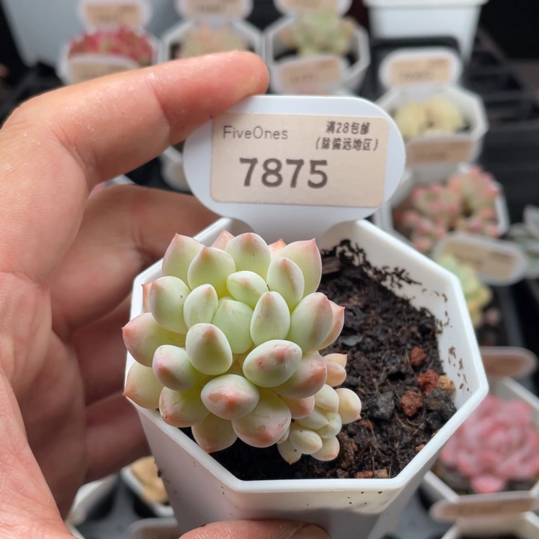 明珠7875-4.0厘米