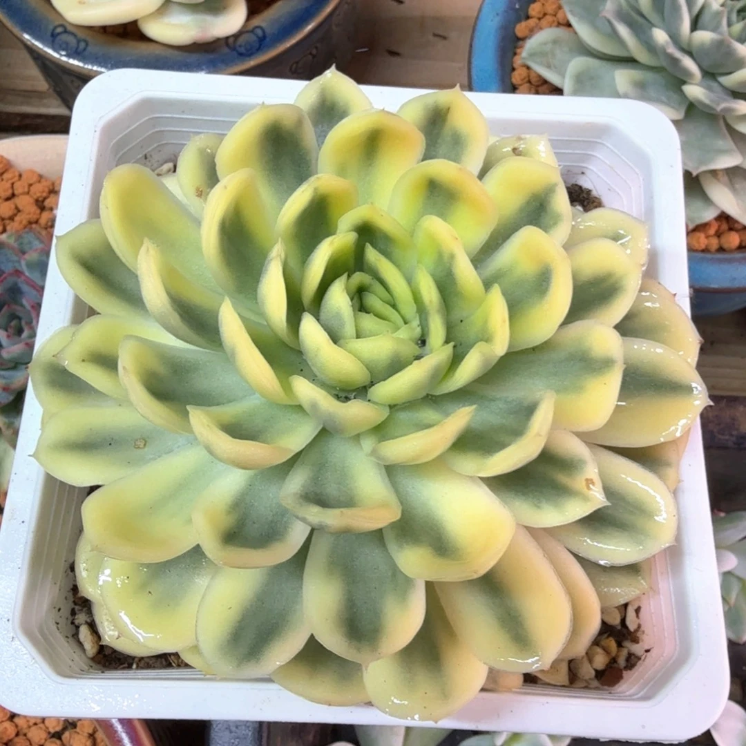 草莓冰锦 多肉植物