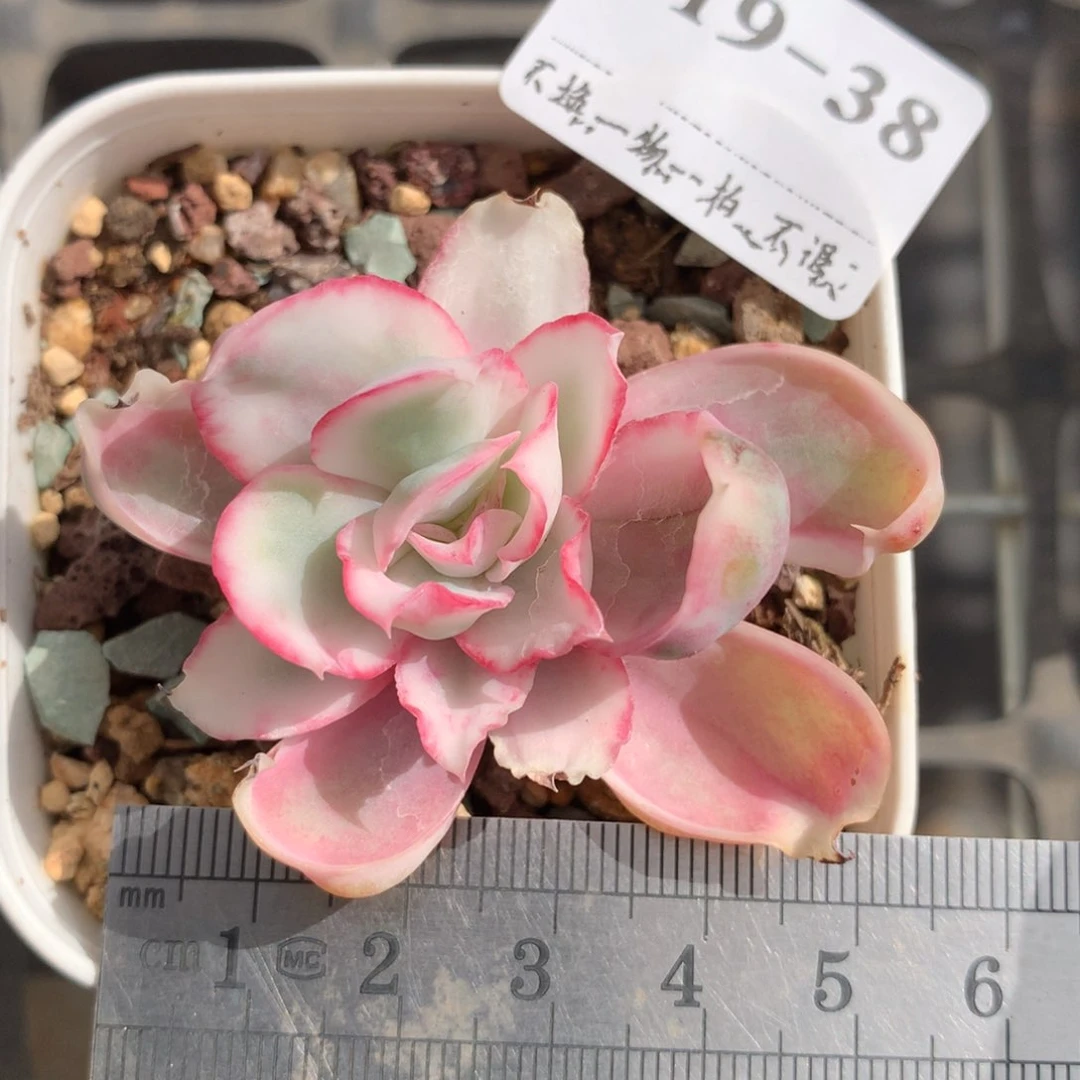 38。伯克利锦。小老桩。