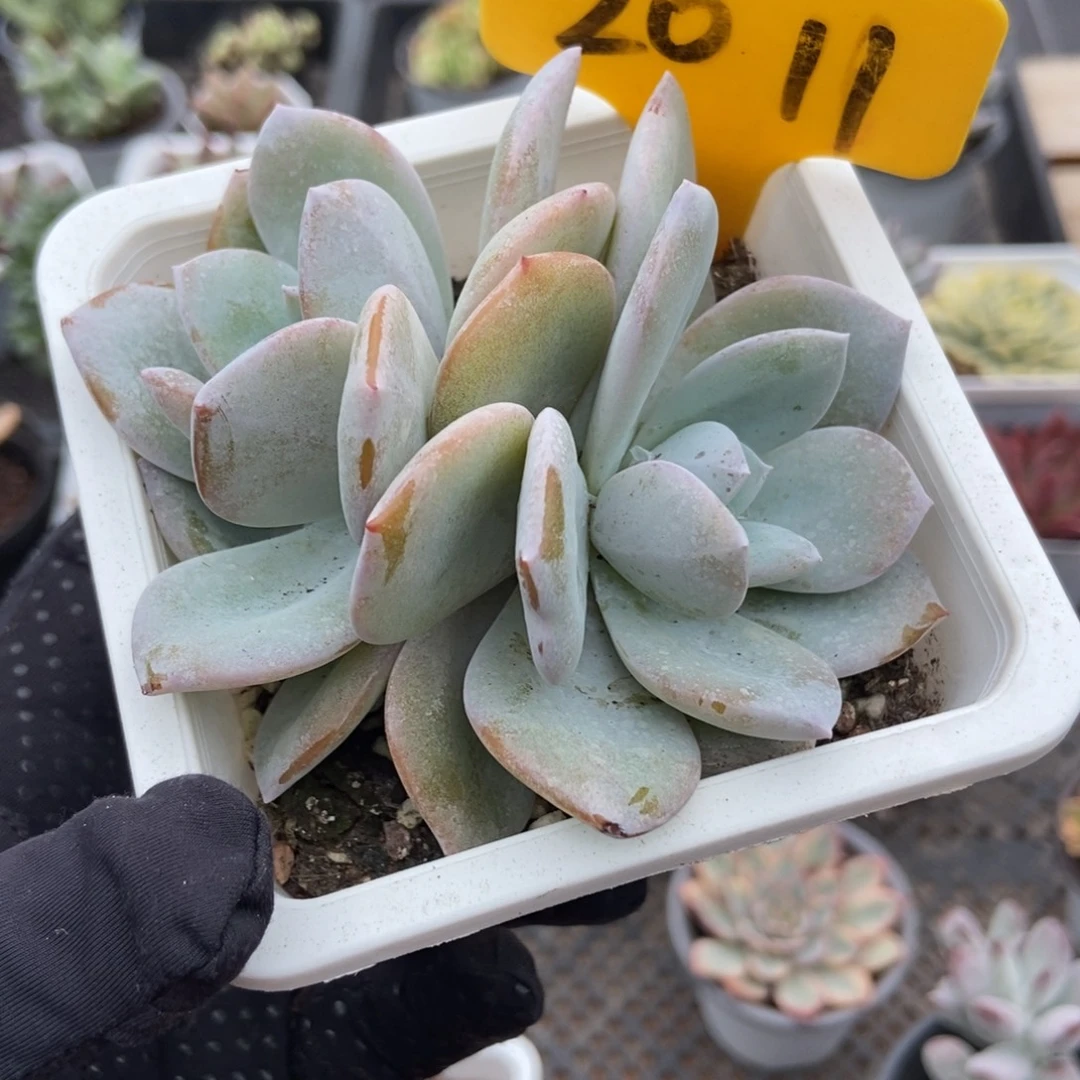 2011奶茶多肉植物