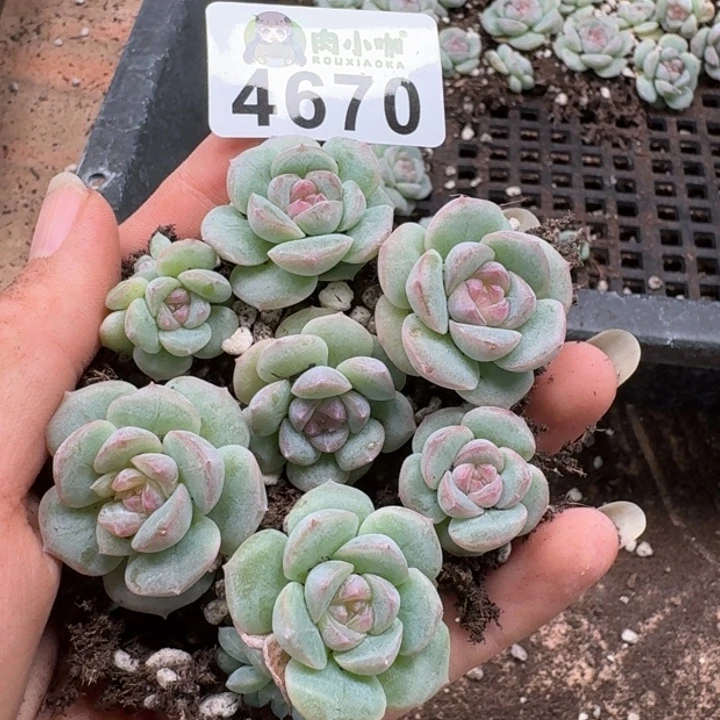 完全开放多肉植物多肉植物