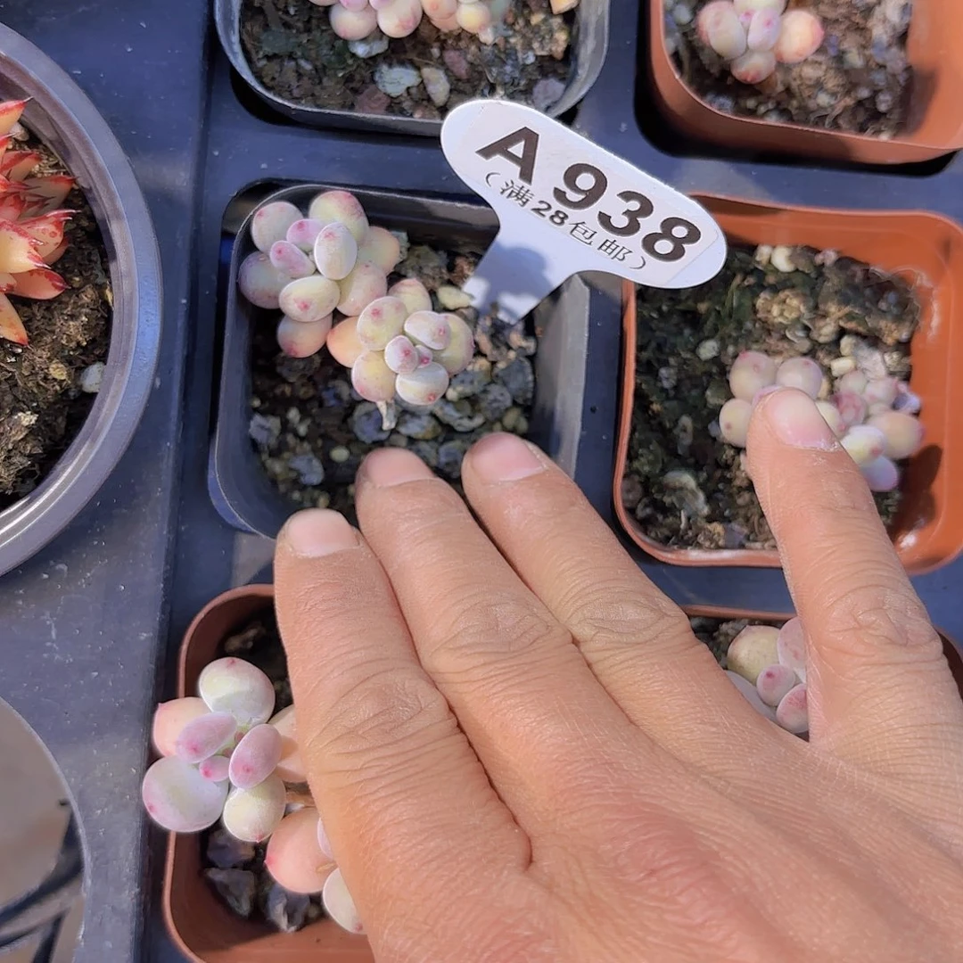 A938萤火虫一物一拍