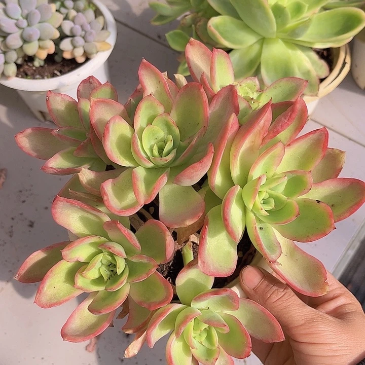 乔伊锦09206多肉植物