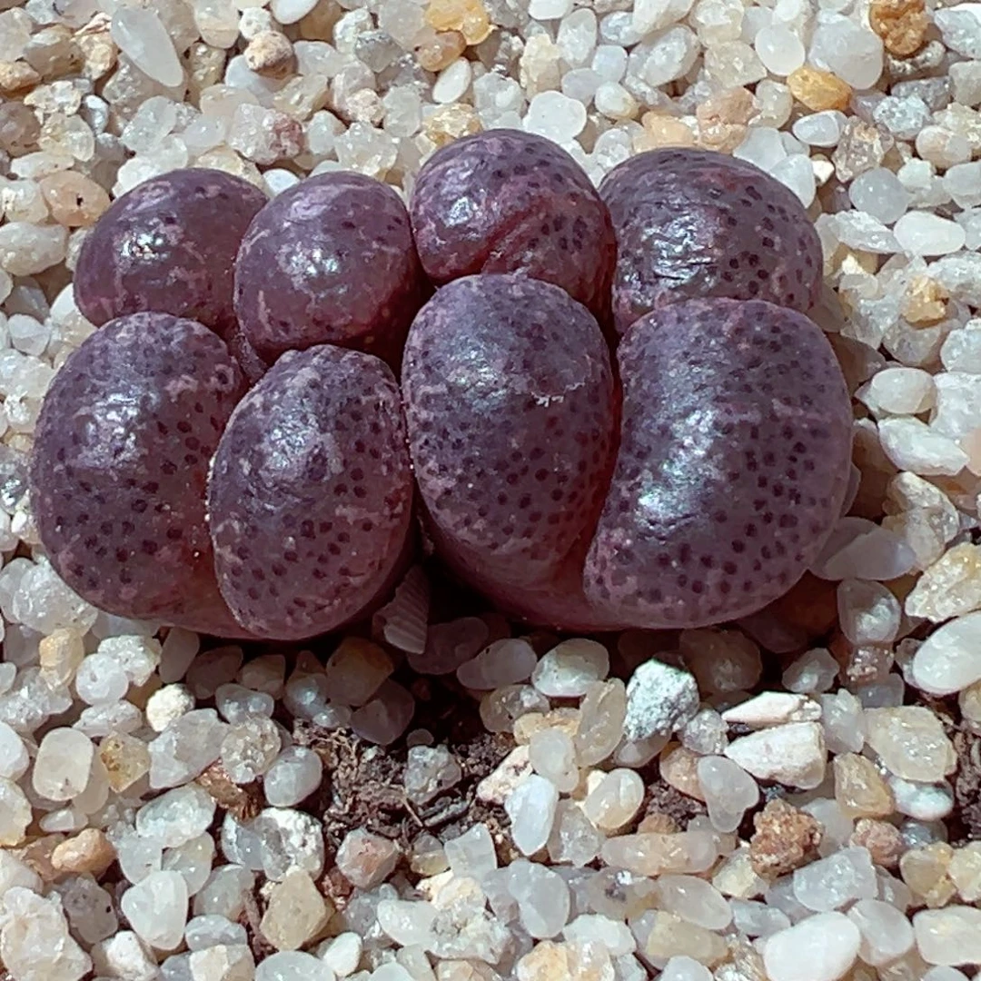 810-195多肉多肉勋章勋章