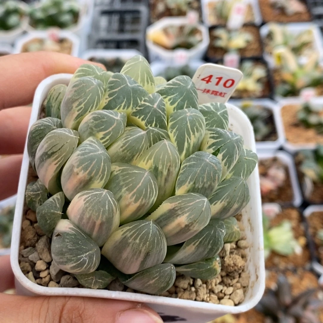 410号实生糊斑玉露锦