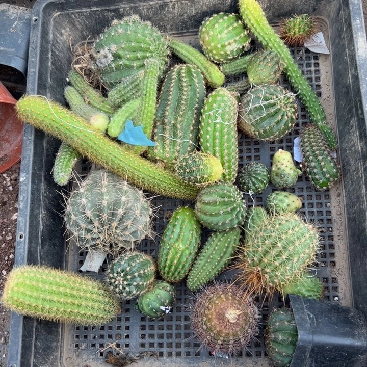 46框拍歪伤小斑无根侧芽无售后