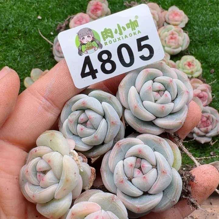 ?****浠多肉植物多肉植物