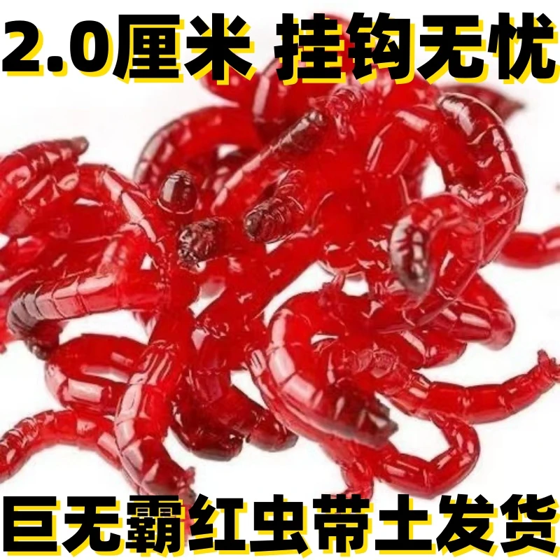 【带土发货】鲜活红虫特大号公虫活体活饵喂鱼饵拉饵鲫鱼野钓饵料