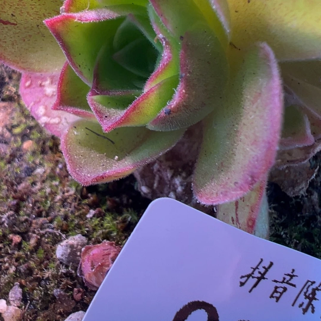 陈陈810不知名侧芽