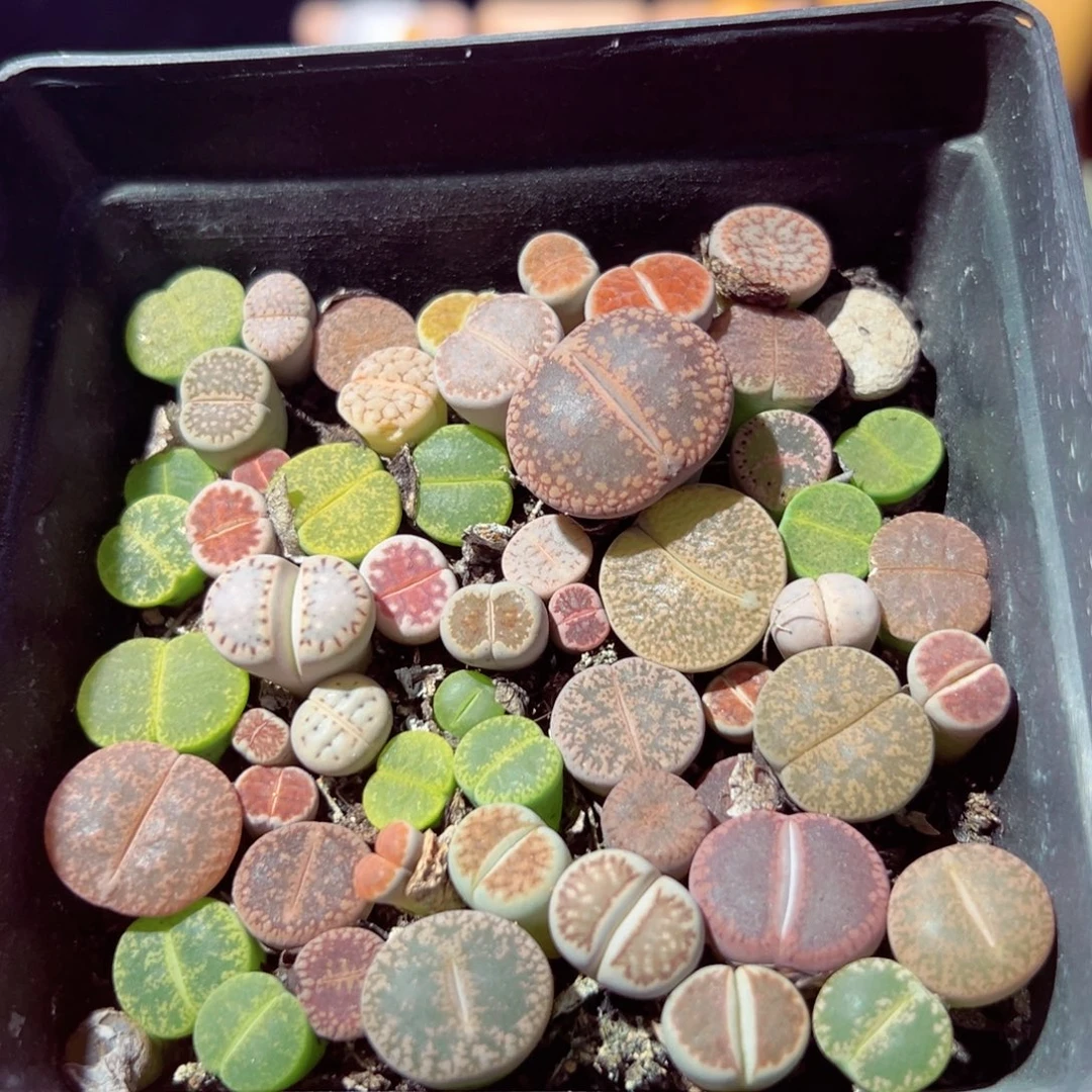 108-726多肉多肉整合包邮