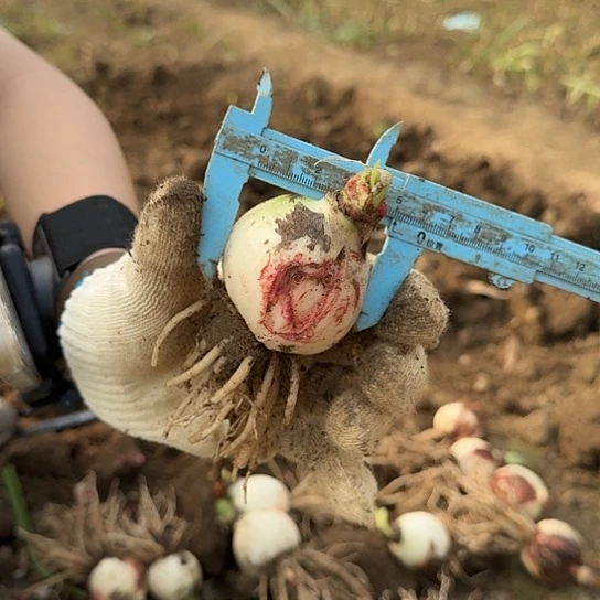 鬼魅 轻残5厘米 不包养护 开花无售后