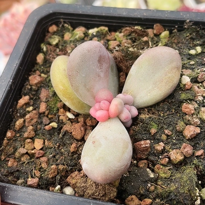 大叶奶锦1100000000