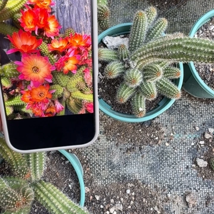 白檀仙人掌703群生245