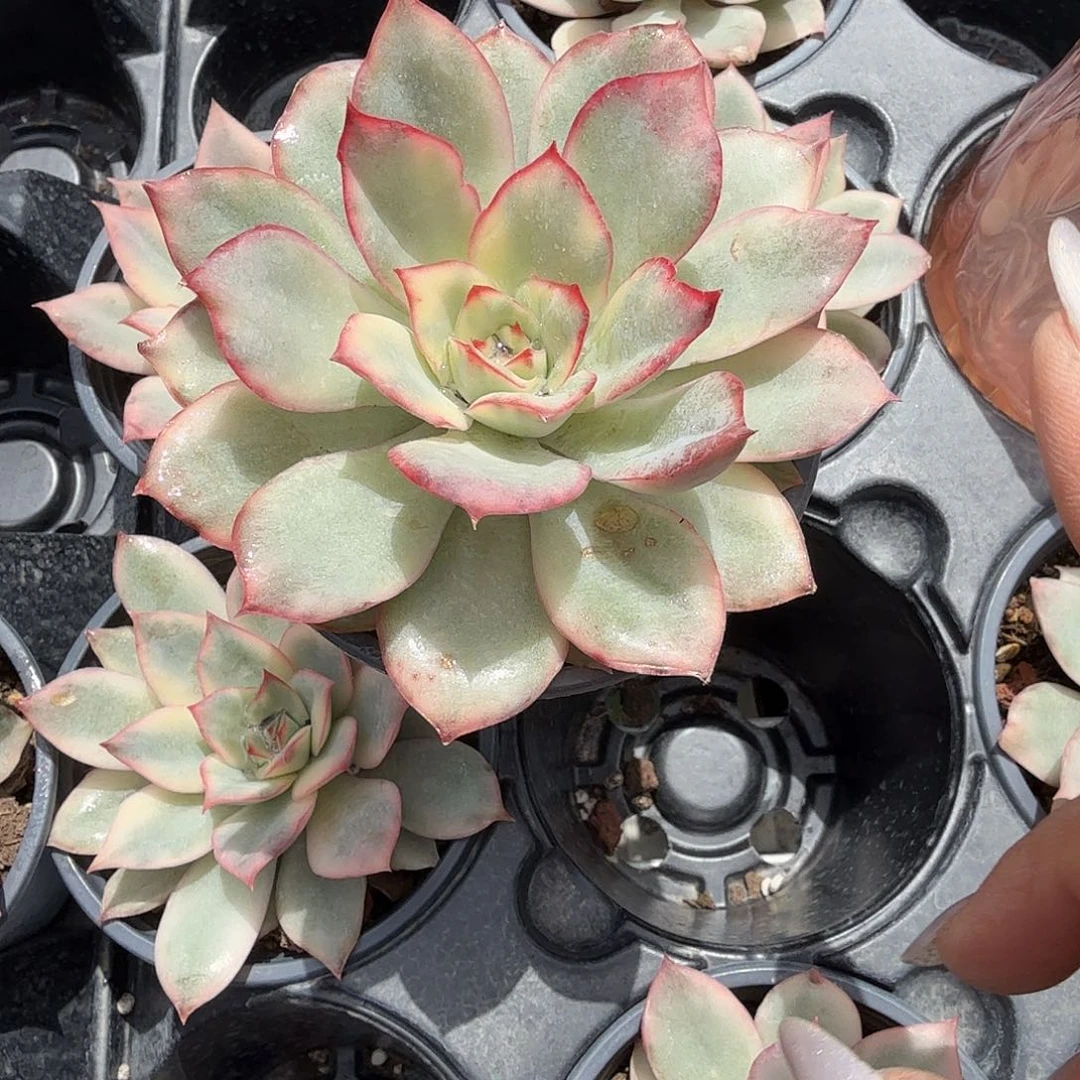 月光女神锦多肉植物