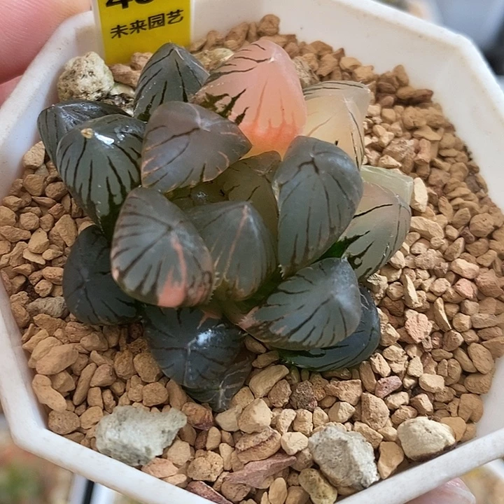 480龙爪玉露锦一物一拍