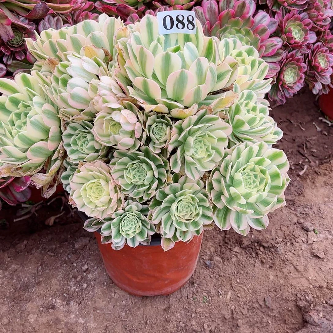 一****)多肉植物迈巴赫088