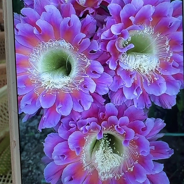 云雨侧芽4公分彩草