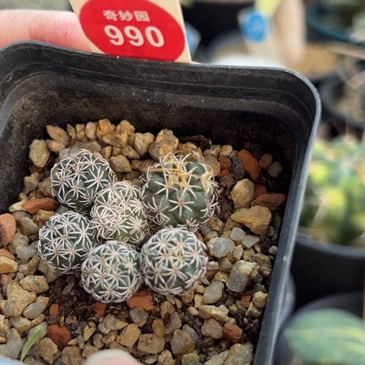 实生长城丸娇丽群有斑