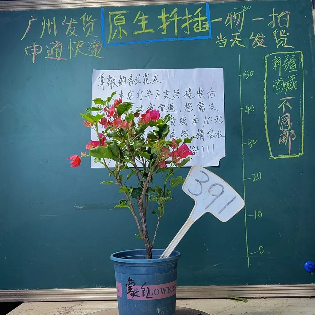 当前无花栽培后可以开花  蒙娜丽莎红 391