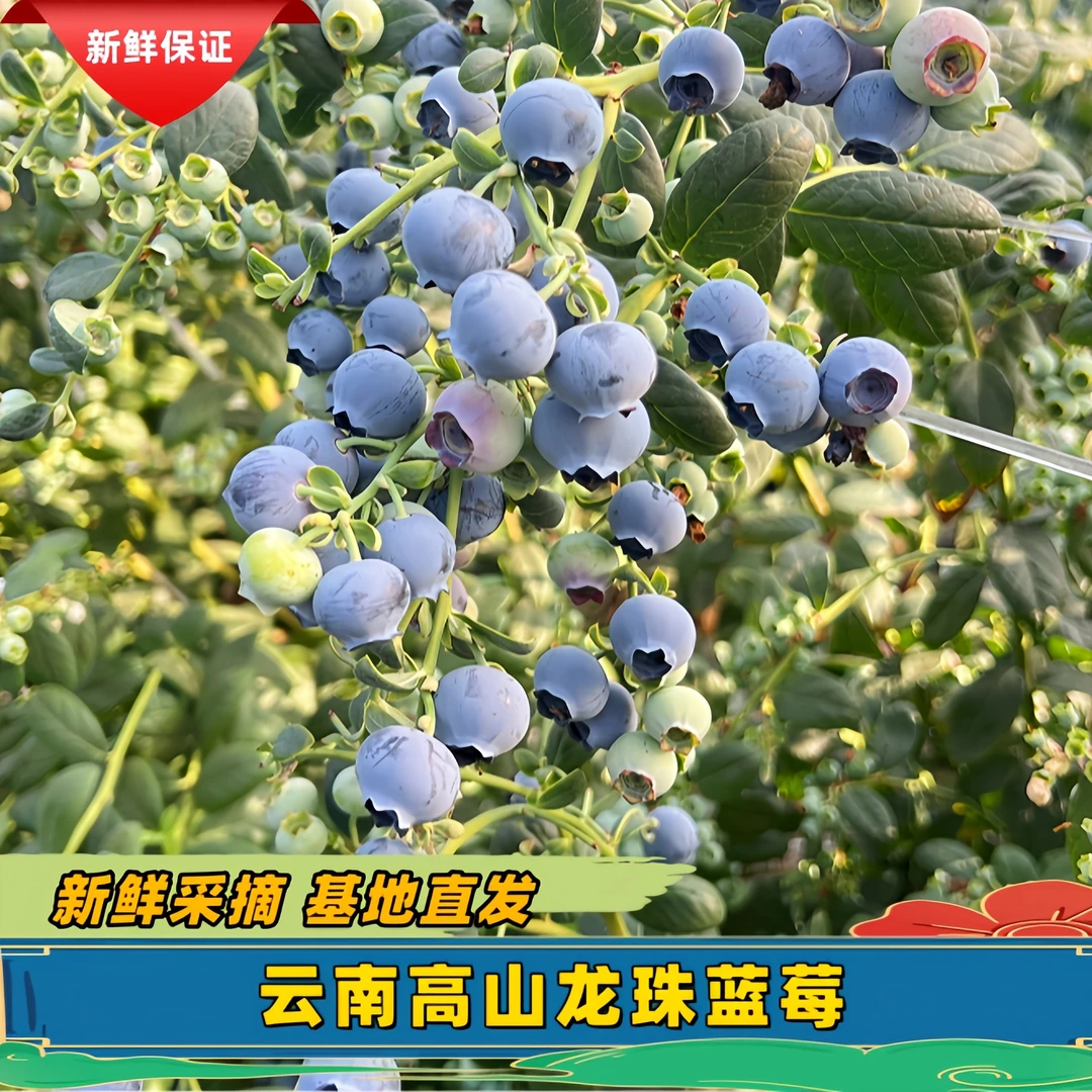 云南高山龙珠蓝莓酸甜多汁越大越甜部分带枝脆甜可口新鲜采摘直发