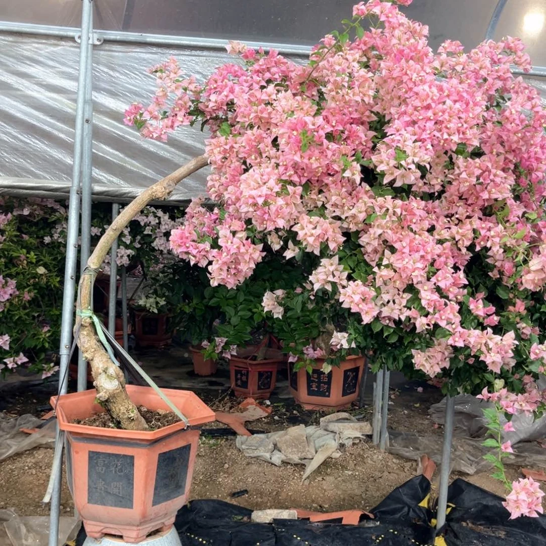 斗***心全部花朵迷你樱花