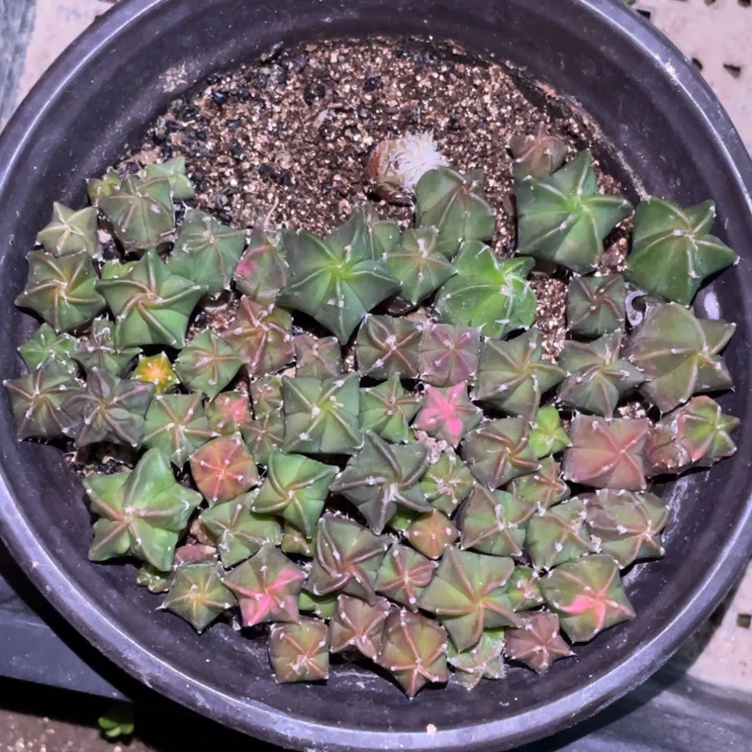 全部花朵实生鸾凤玉/盆