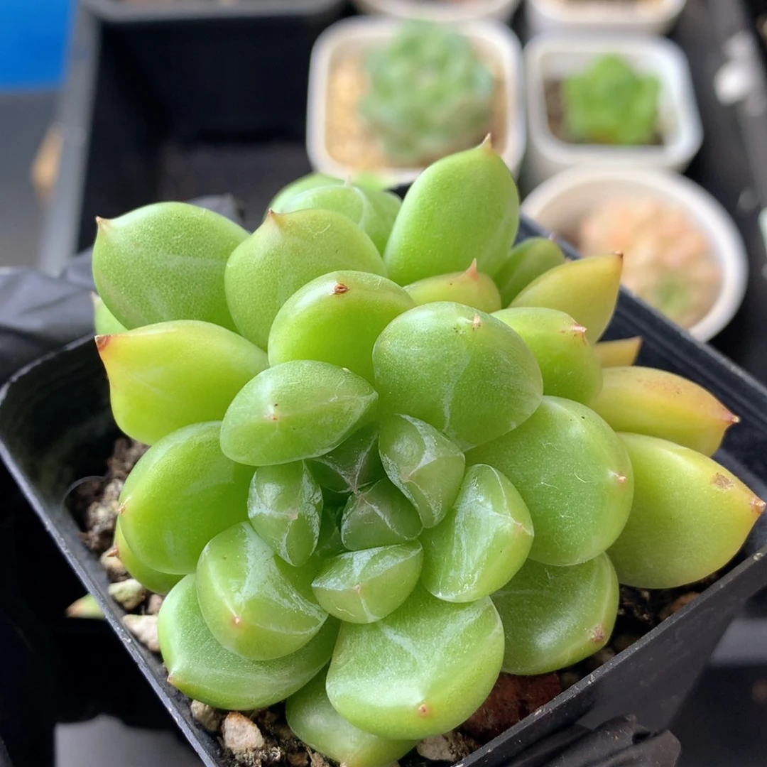 58包邮  群生不包整 116