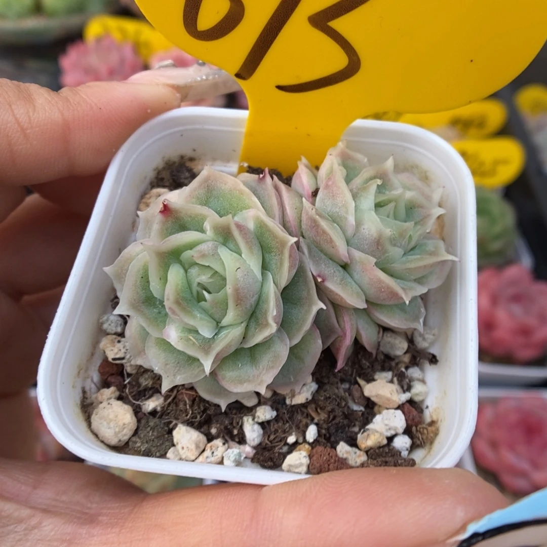 水晶虾饺可拍693号