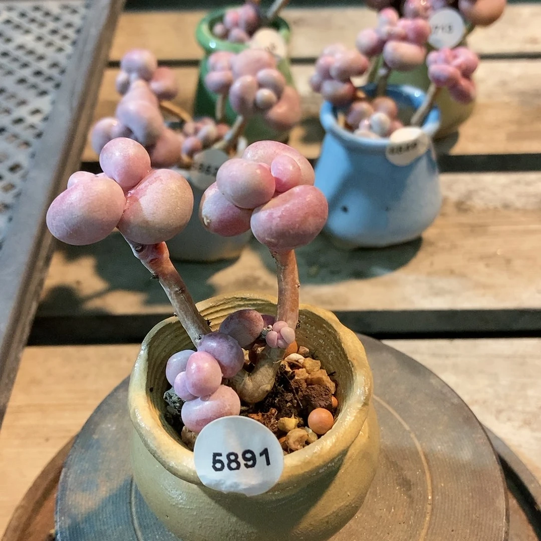 5891糖果腰子蛋带盆土