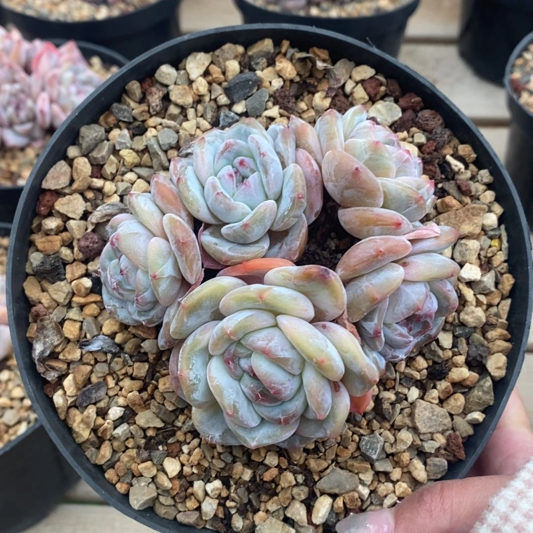 五头黄底紫心脸朝上