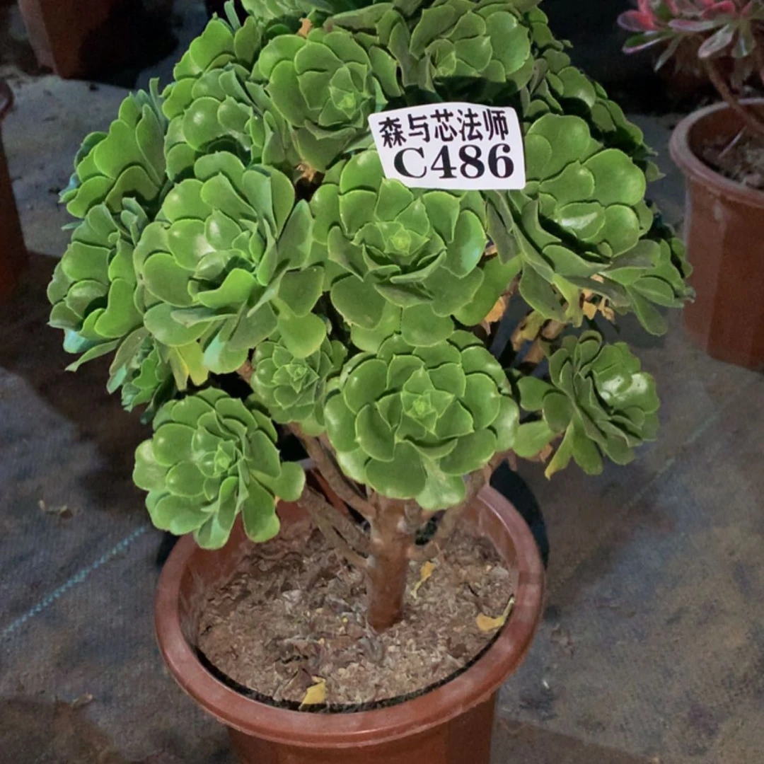 【闪购商品】486绿羊绒