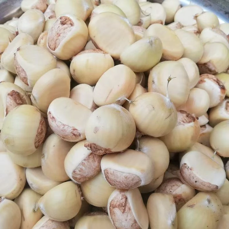 2025罗田板栗特产新鲜带壳白壳嫩生栗子野生毛栗子农家现摘生栗子
