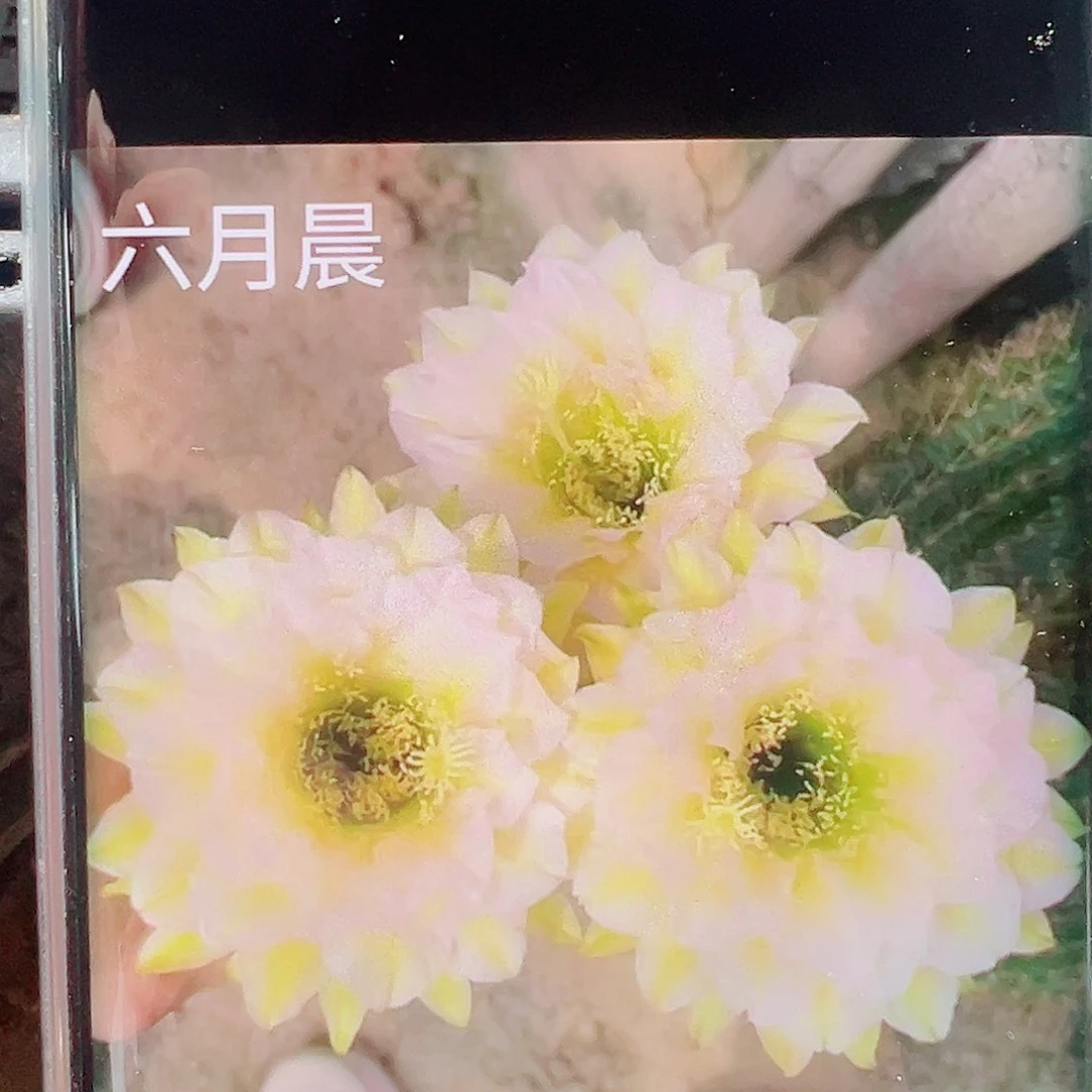 毛花柱六月晨侧芽 20 包邮