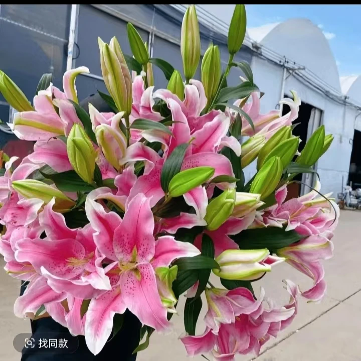 【带盆土栽好】进口香水百合种球四季开花新鲜重瓣百合阳台庭院种植