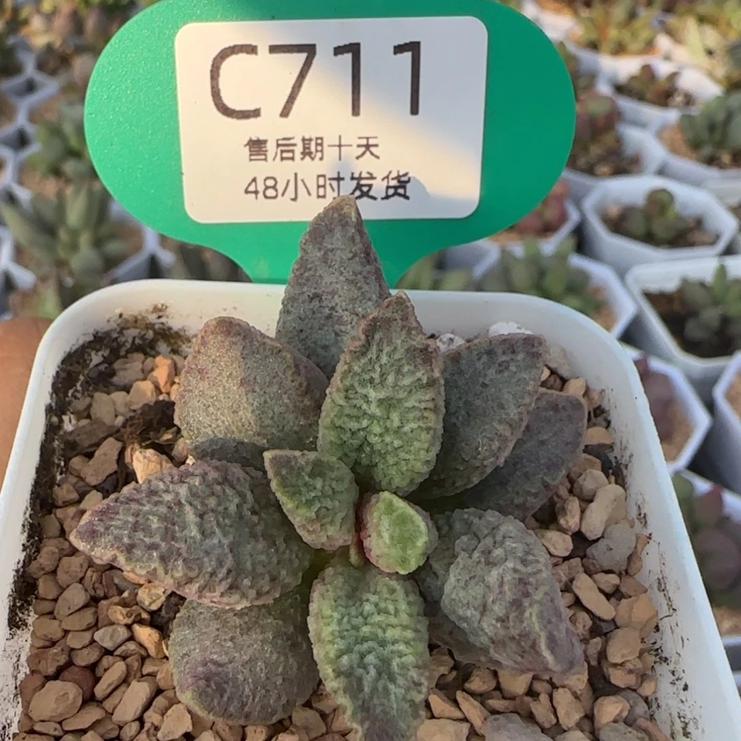 融化纹猪肝。    711。