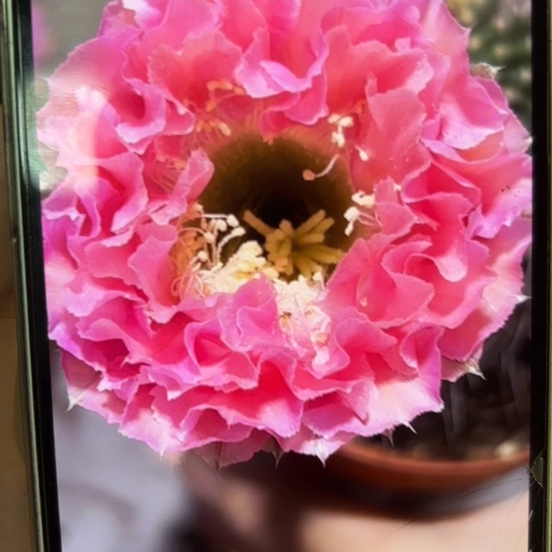 彩草青青51号侧牙5.5-6公分左右