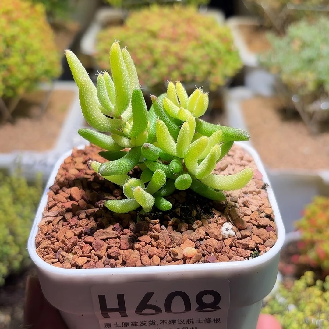 枝干番杏玉米锦H608