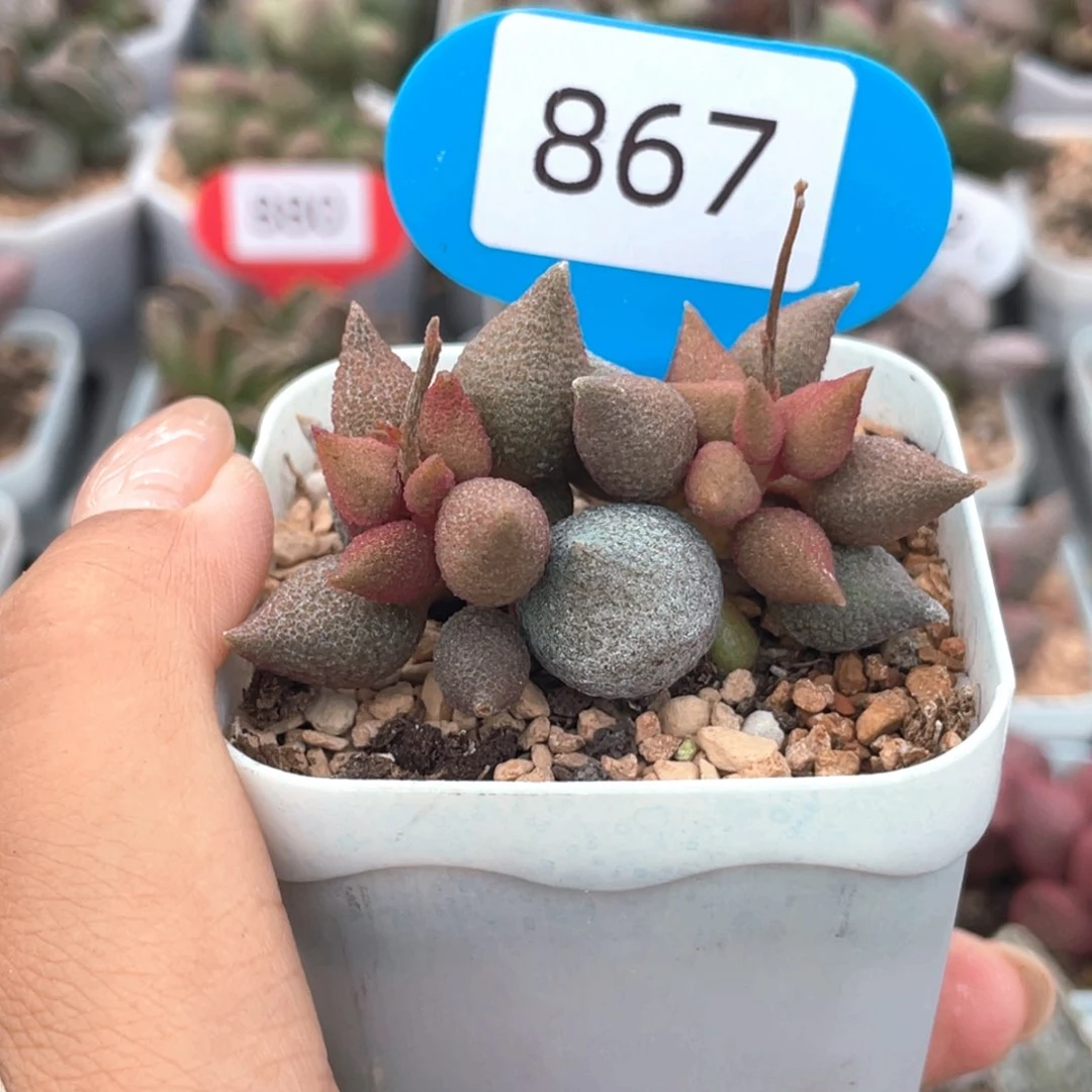 呈***小辣椒。     867。