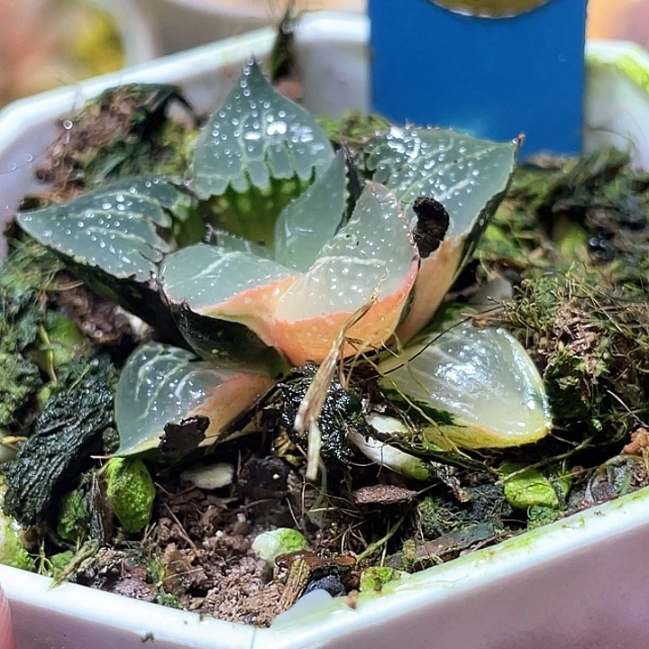 509酒吞锦特选福利