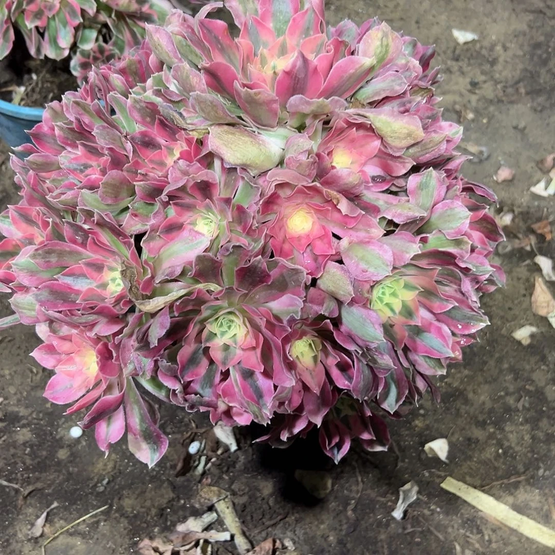 静***夜多365肉植物粉女巫法师