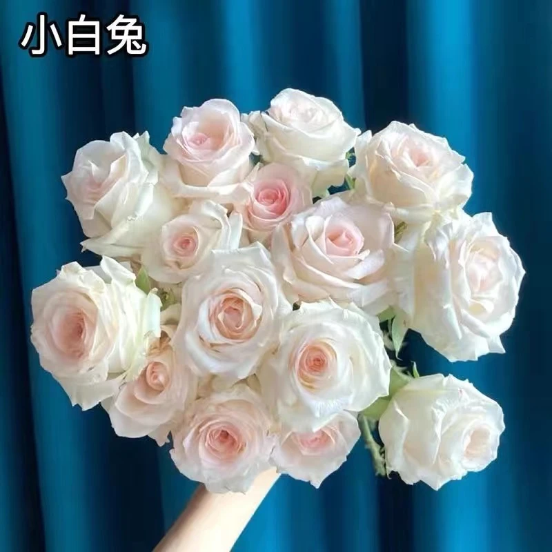 新 小白兔 云南玫瑰花苗大花浓香四季开花月季老根花卉绿植盆栽