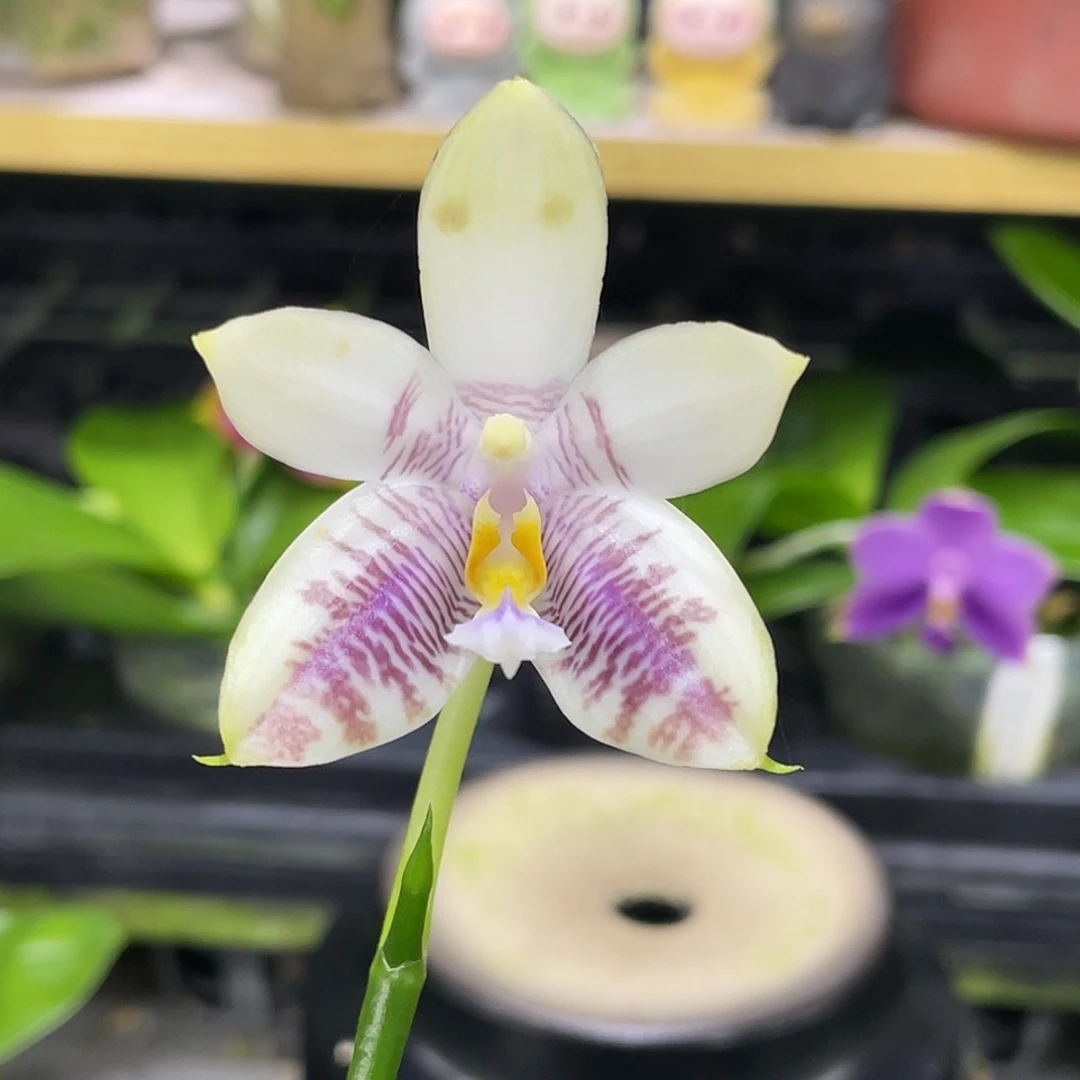 完全开放3667开花