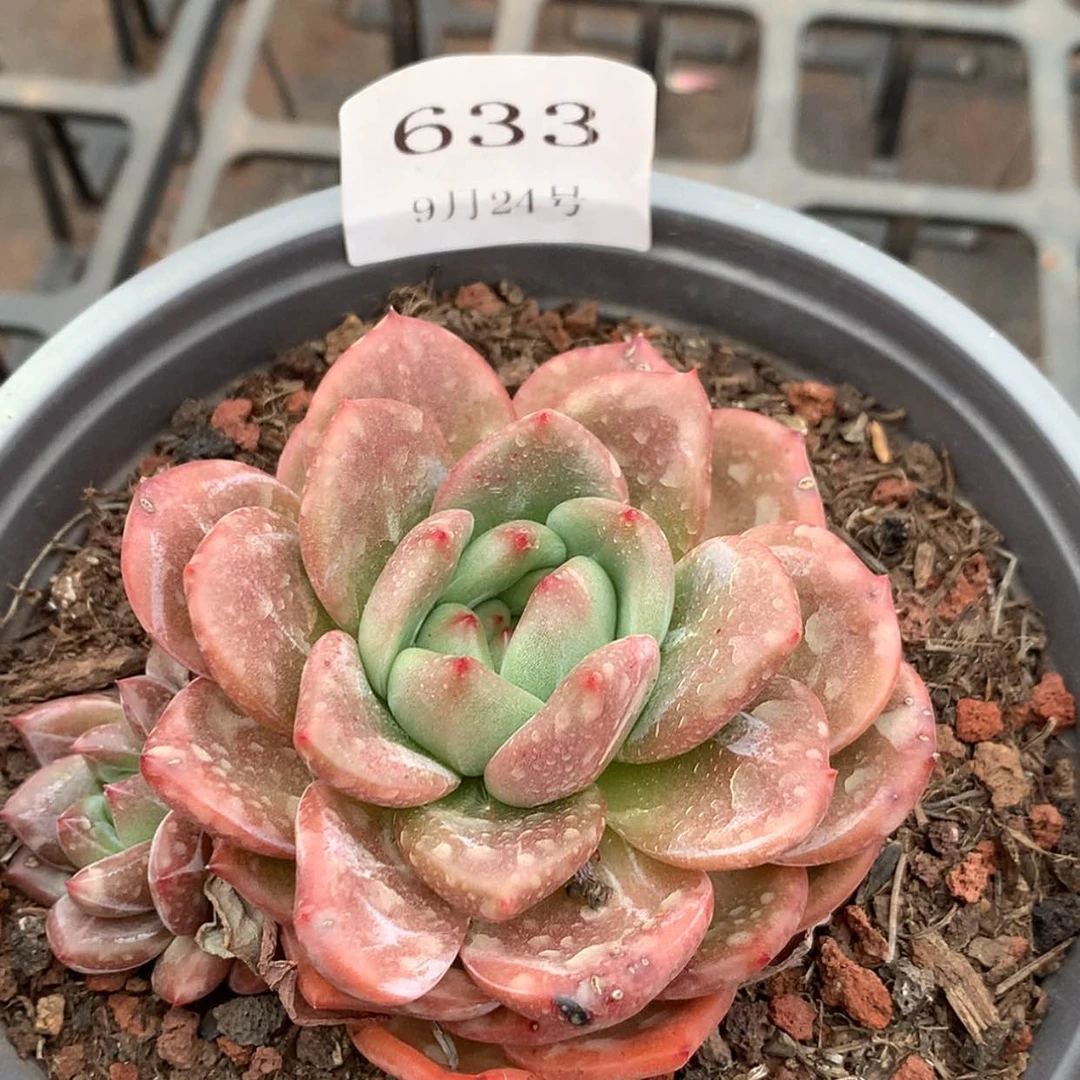【闪购商品】云633号