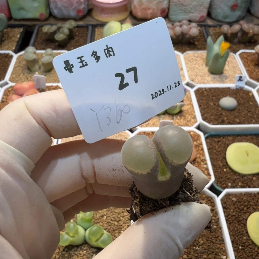 冉***啦多肉多肉多肉11.25-027 Y360