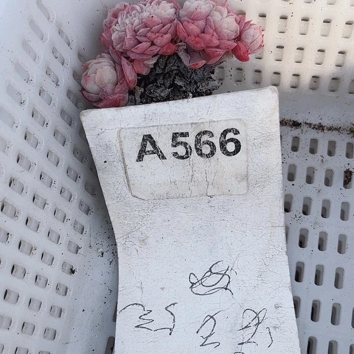 百****佳566密密麻麻买买买