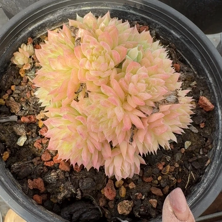 不知名多肉植物绿植